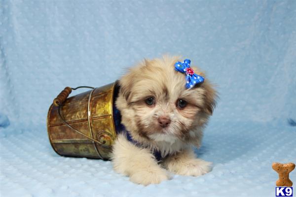 lvpuppyheaven Picture 3